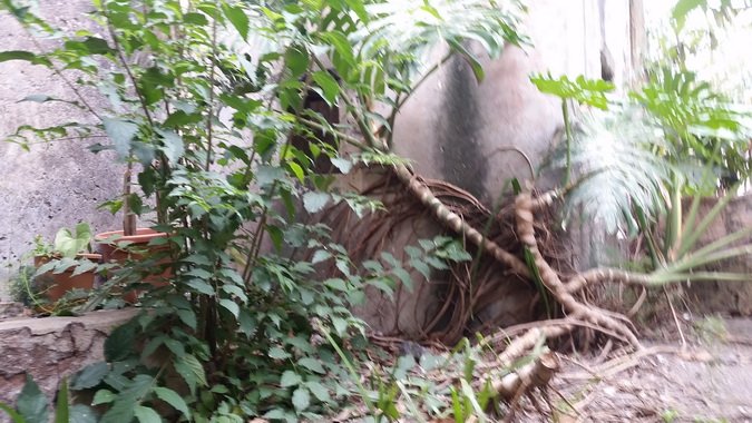 (85) Complesso Monastico - Giardino dei Novizi